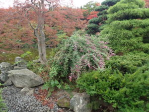 ミヤギノハギ　全体